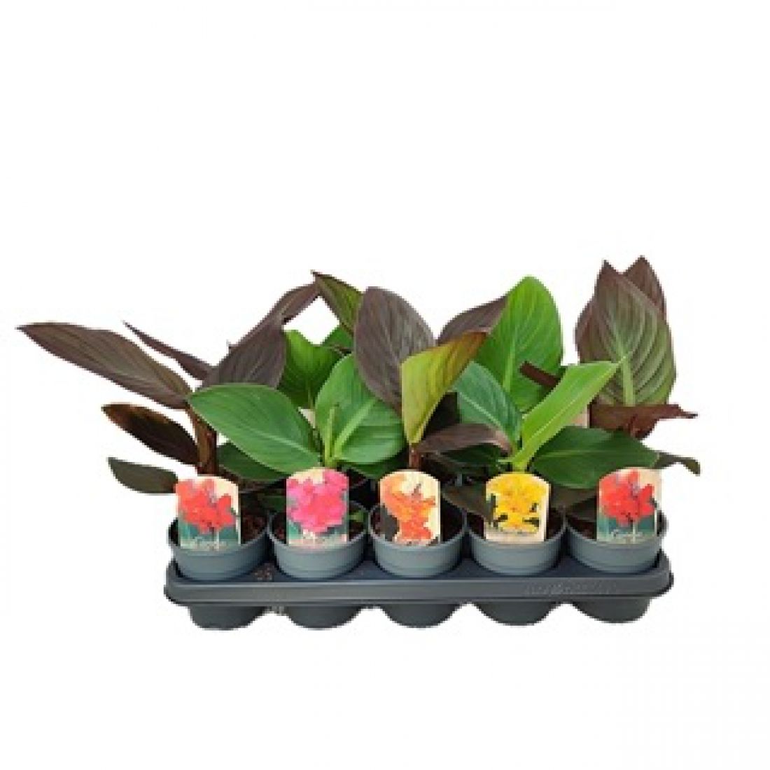 Vazoninis augalas Canna Cannova 12Ø 30cm