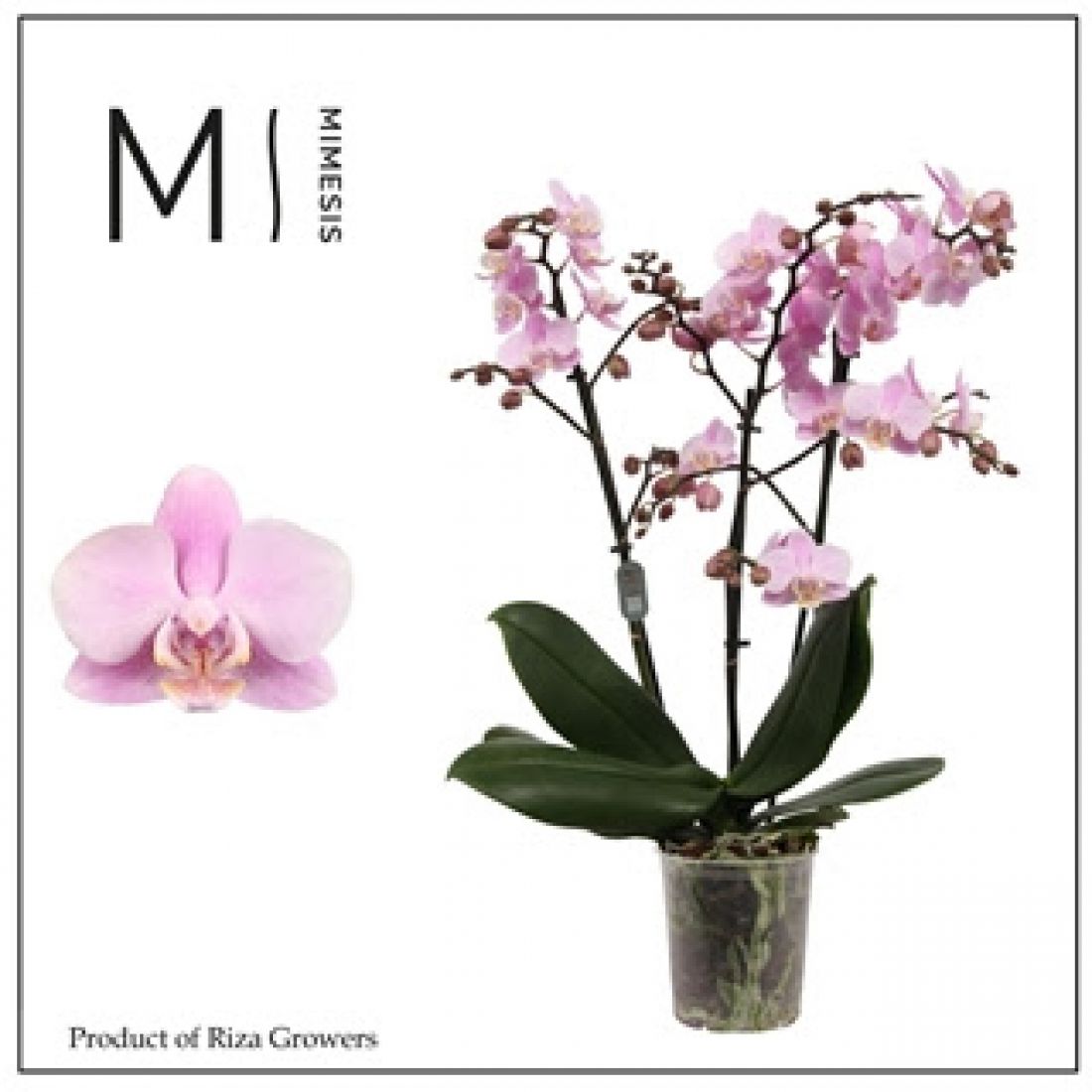 Phalaenopsis MF Beaution 12Ø 50cm 3st 30fl
