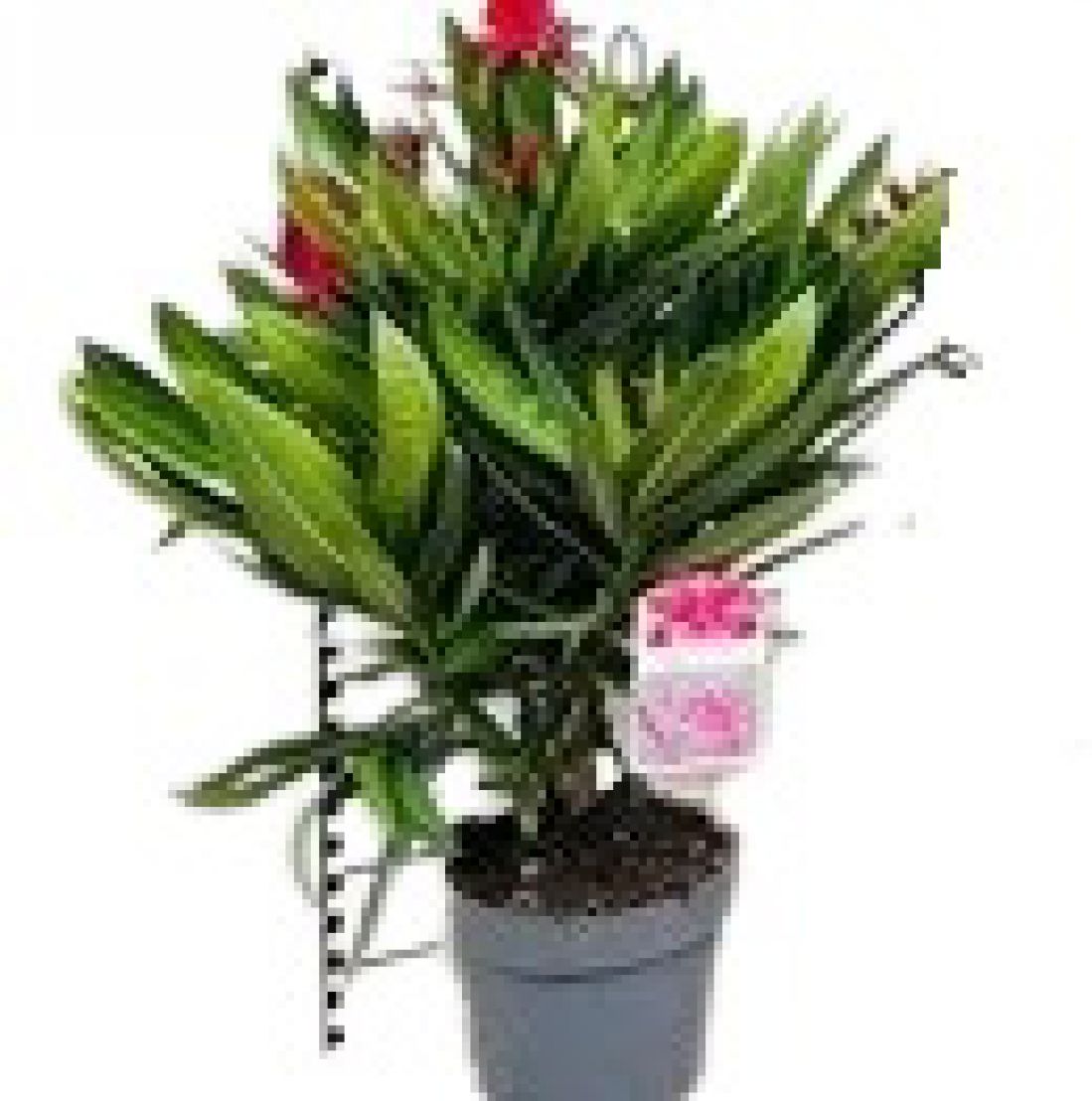 Vazoninis augalas Nerium Oleander Red 14Ø 50cm