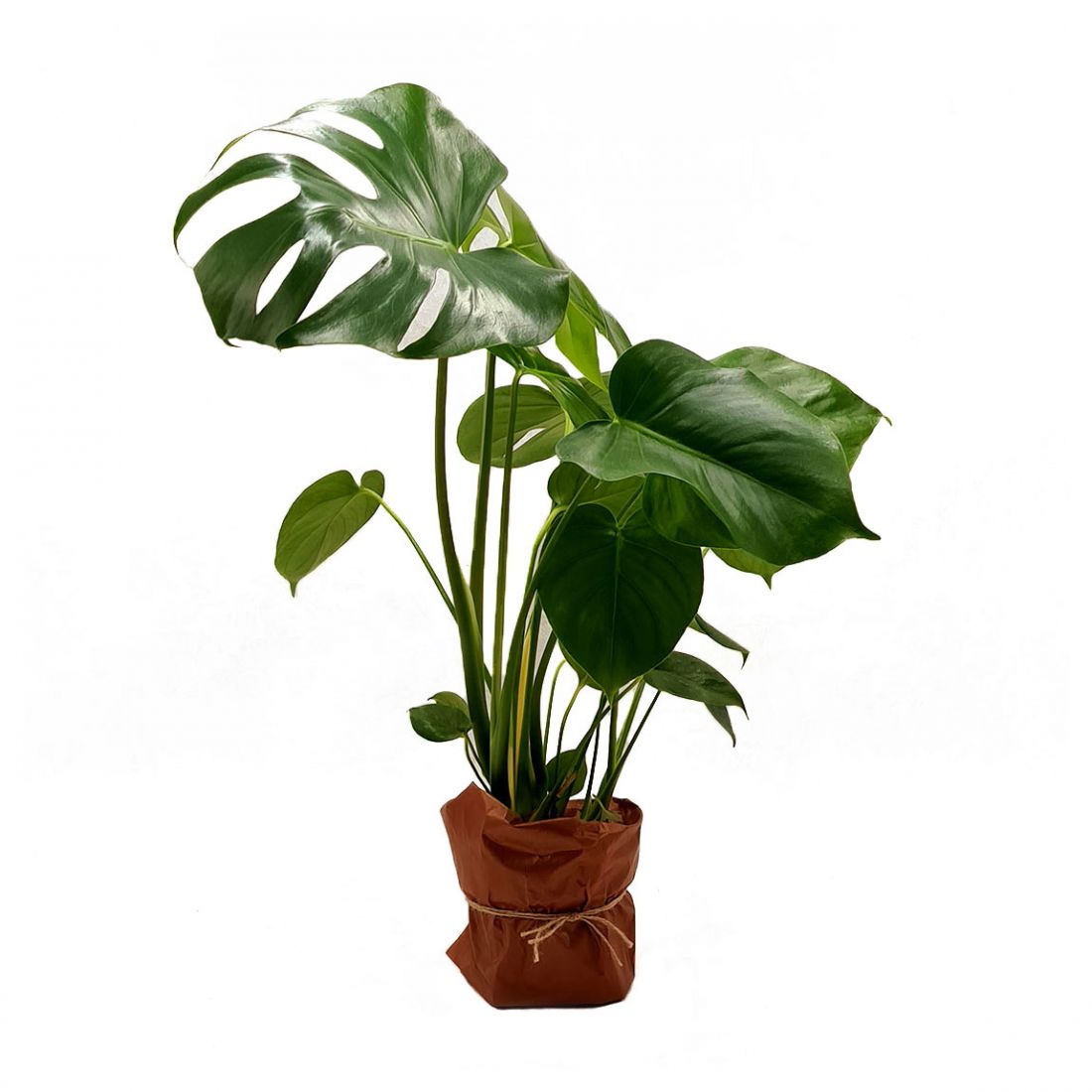 Vazoninis augalas MONSTERA (MONSTERA), be vazono