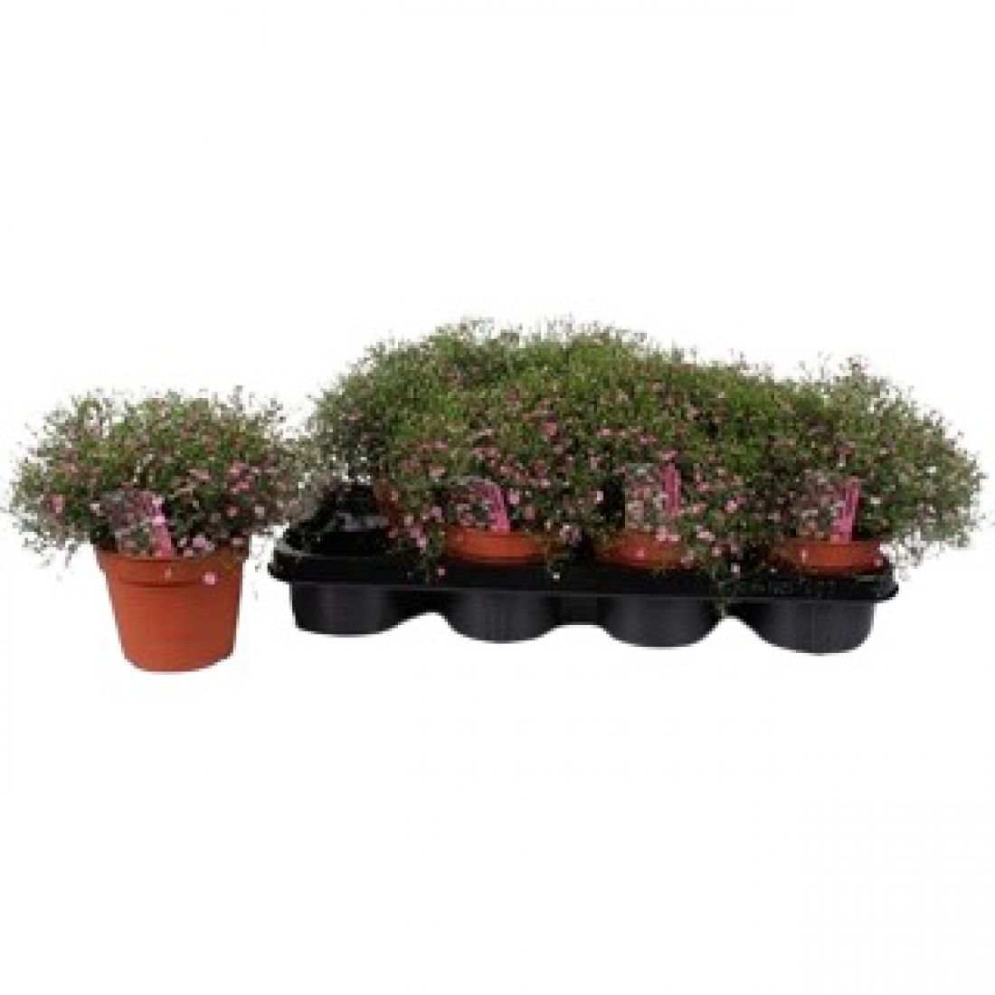 Vazoninis augalas Gypsonhila Rose 14Ø 29cm