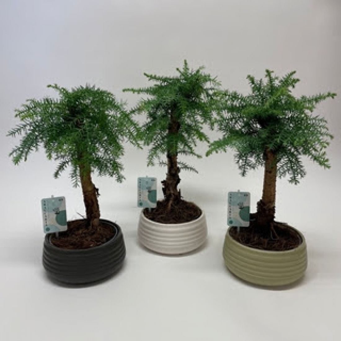 Vazoninis augalas Bonsai Araucaria Cunninghamii 19Ø 50cm 1pp