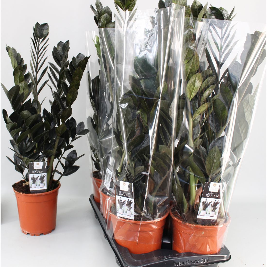 Vazoninis augalas Zamioculcas zamifolia Raven 17Ø 70cm 4st