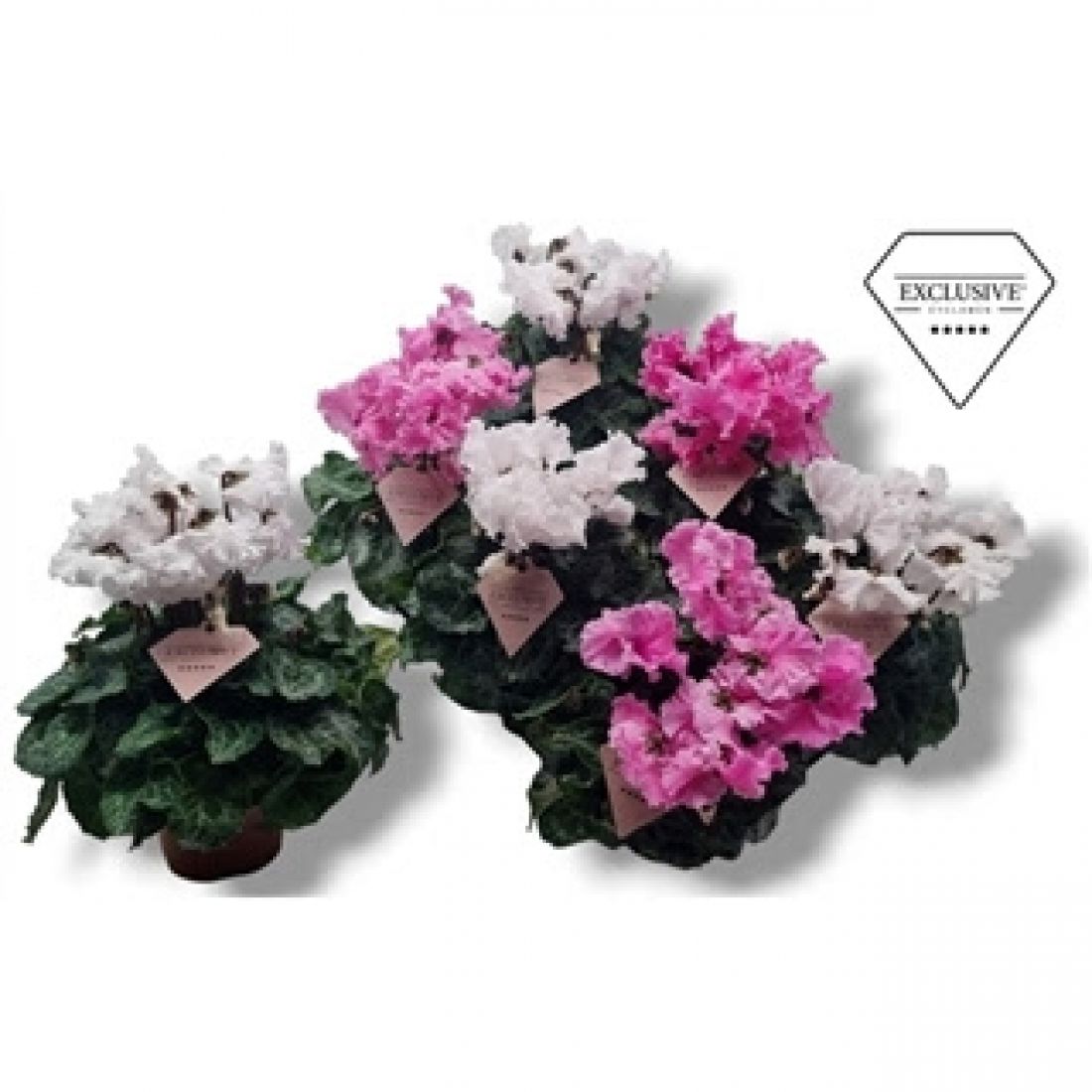Vazoninis augalas Cyclamen SS Merengue pink/white mix 10,5Ø 25cm