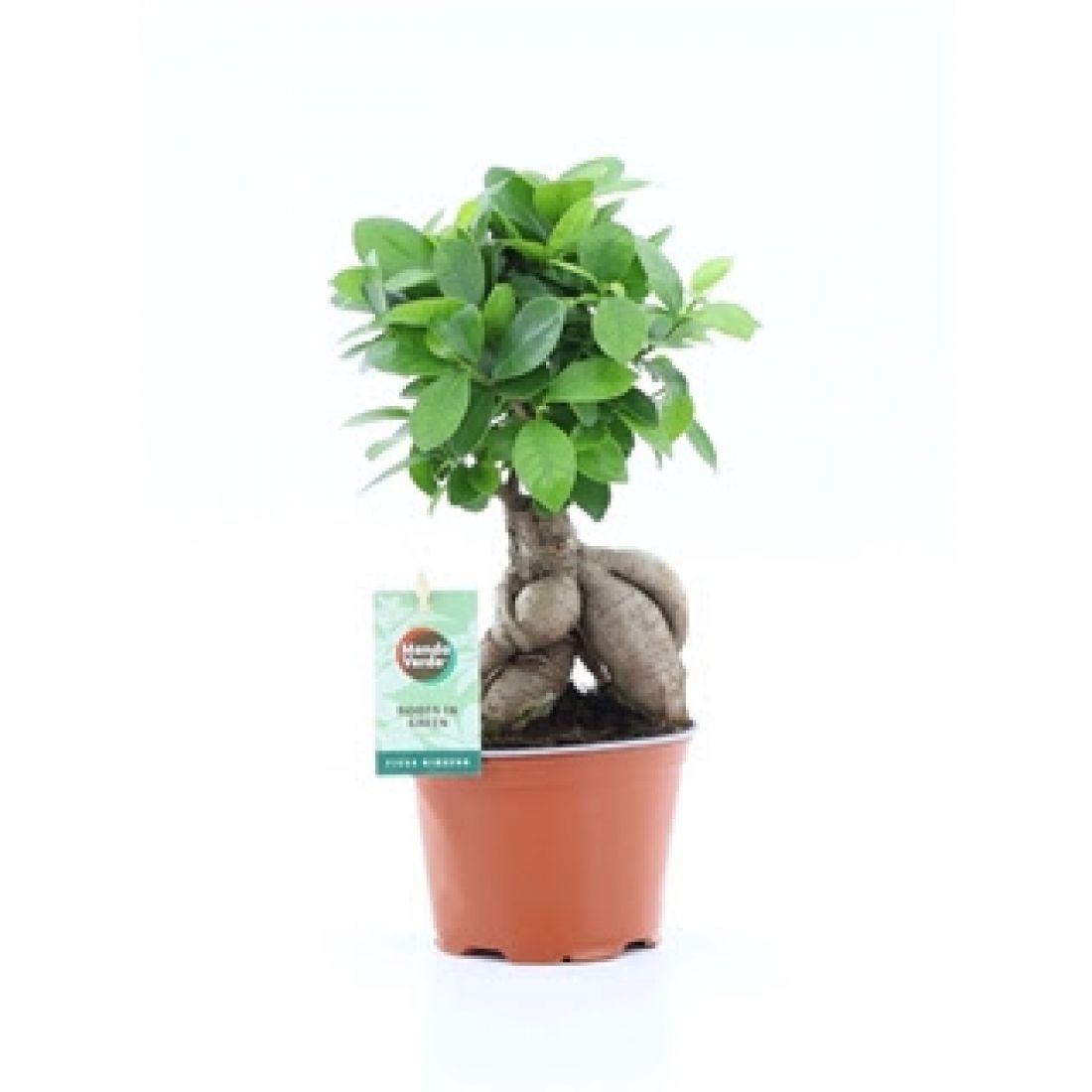 Vazoninis augalas FIKUSAS GINSENG 15Ø 35cm