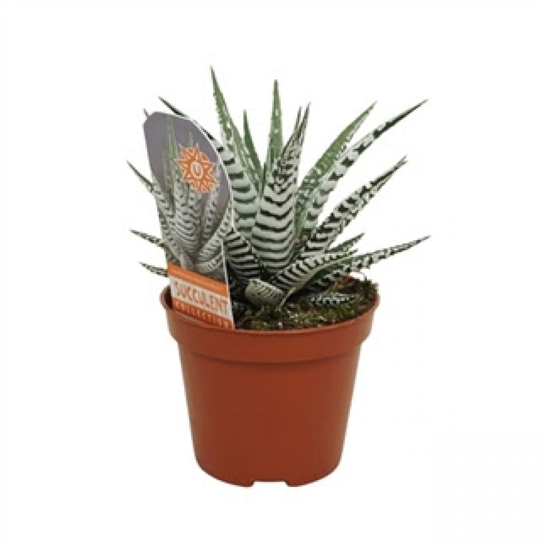 Vazoninis augalas Haworthia fasciata Alba 8,5Ø 14cm