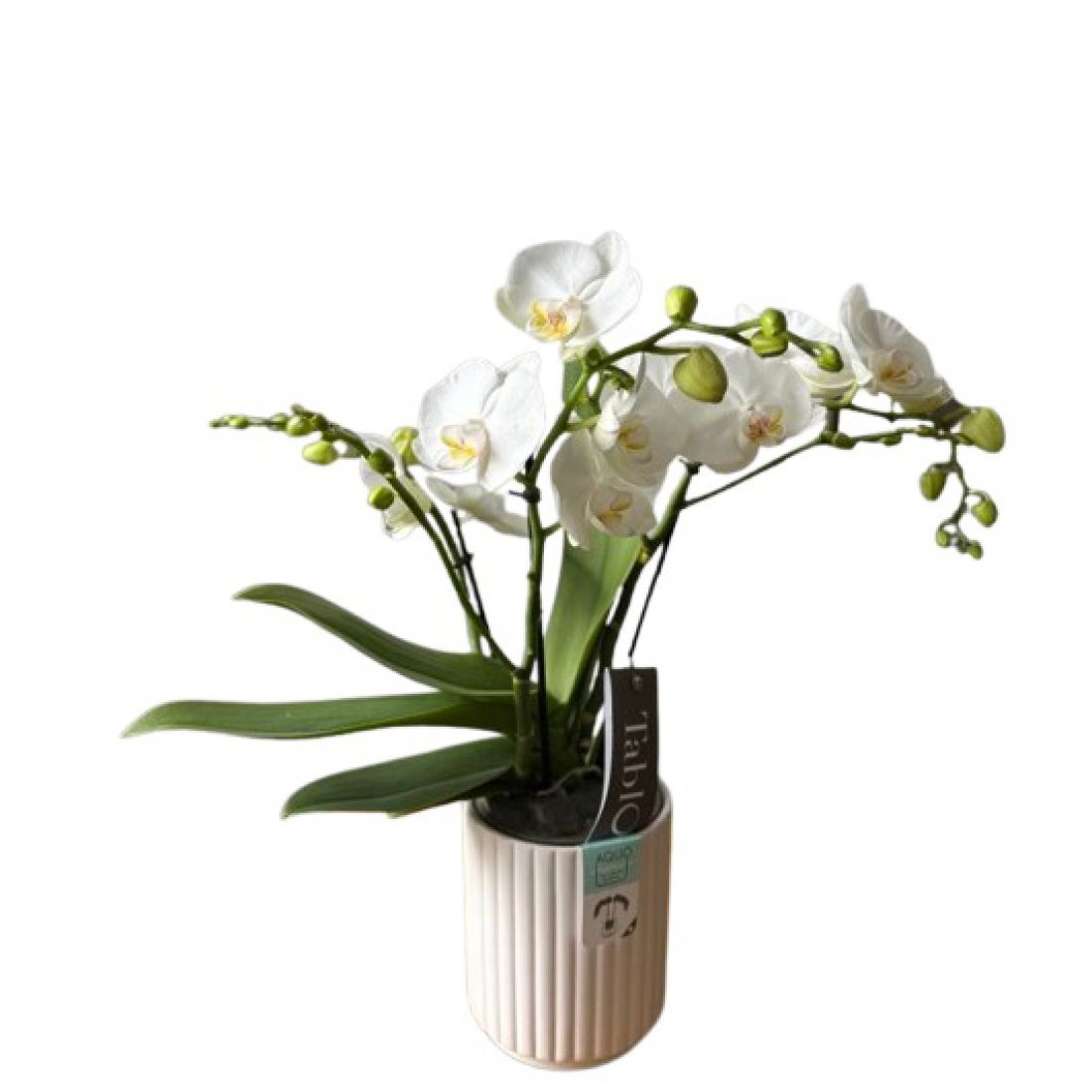 Phalaenopsis 12Ø 40cm 3st 30fl