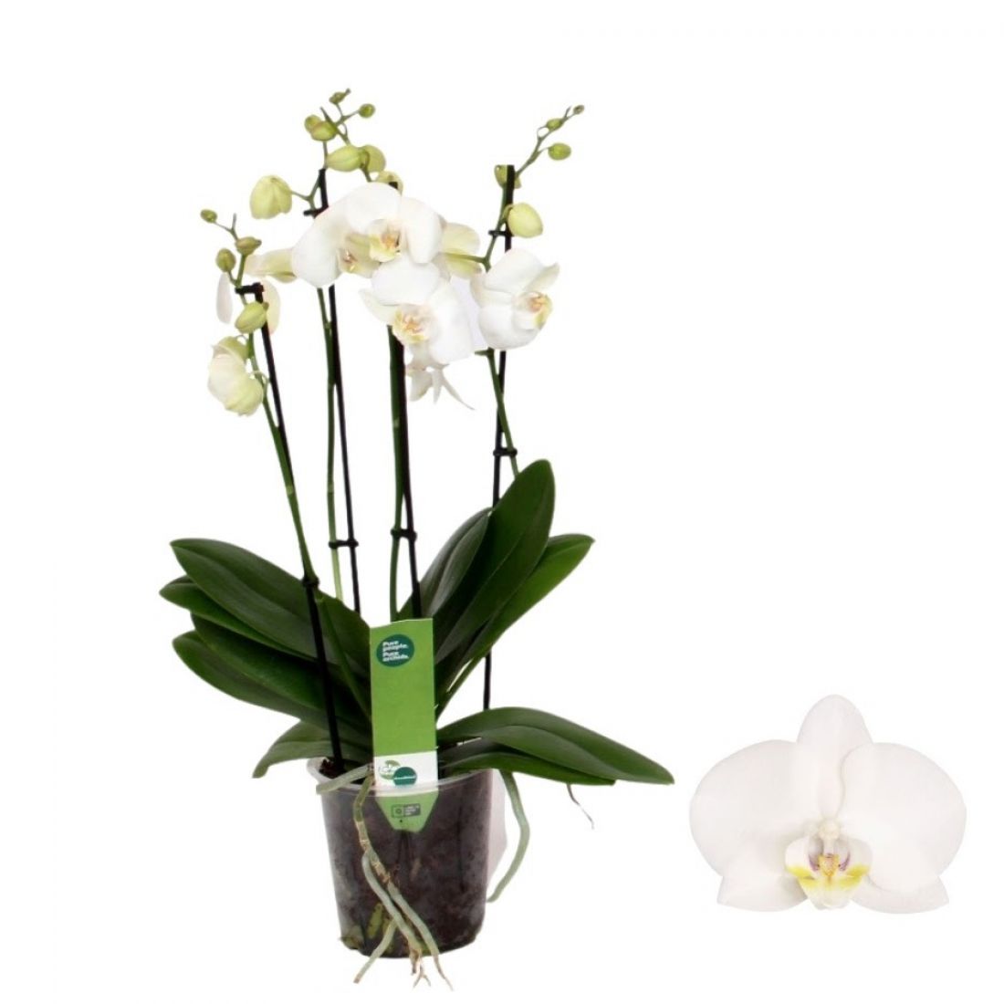 Phalaenopsis White 12Ø 50cm 4st 20fl