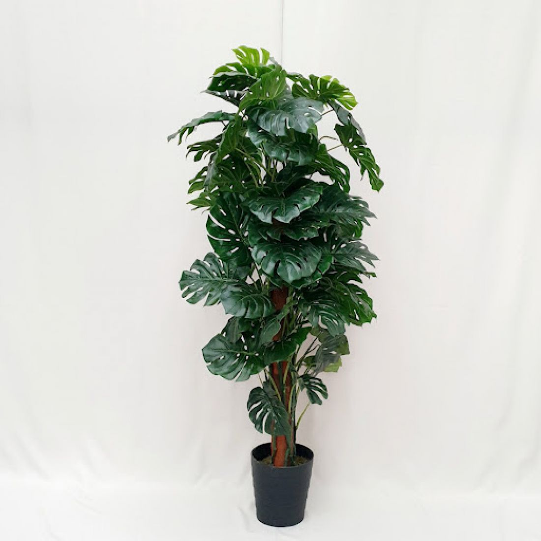 Vazoninis augalas MONSTERA (Monstera), be vazono, 135cm