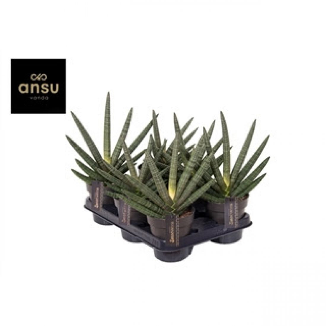 Vazoninis augalas Sansevieria cyl. Tiara Dino Green 12Ø 32cm