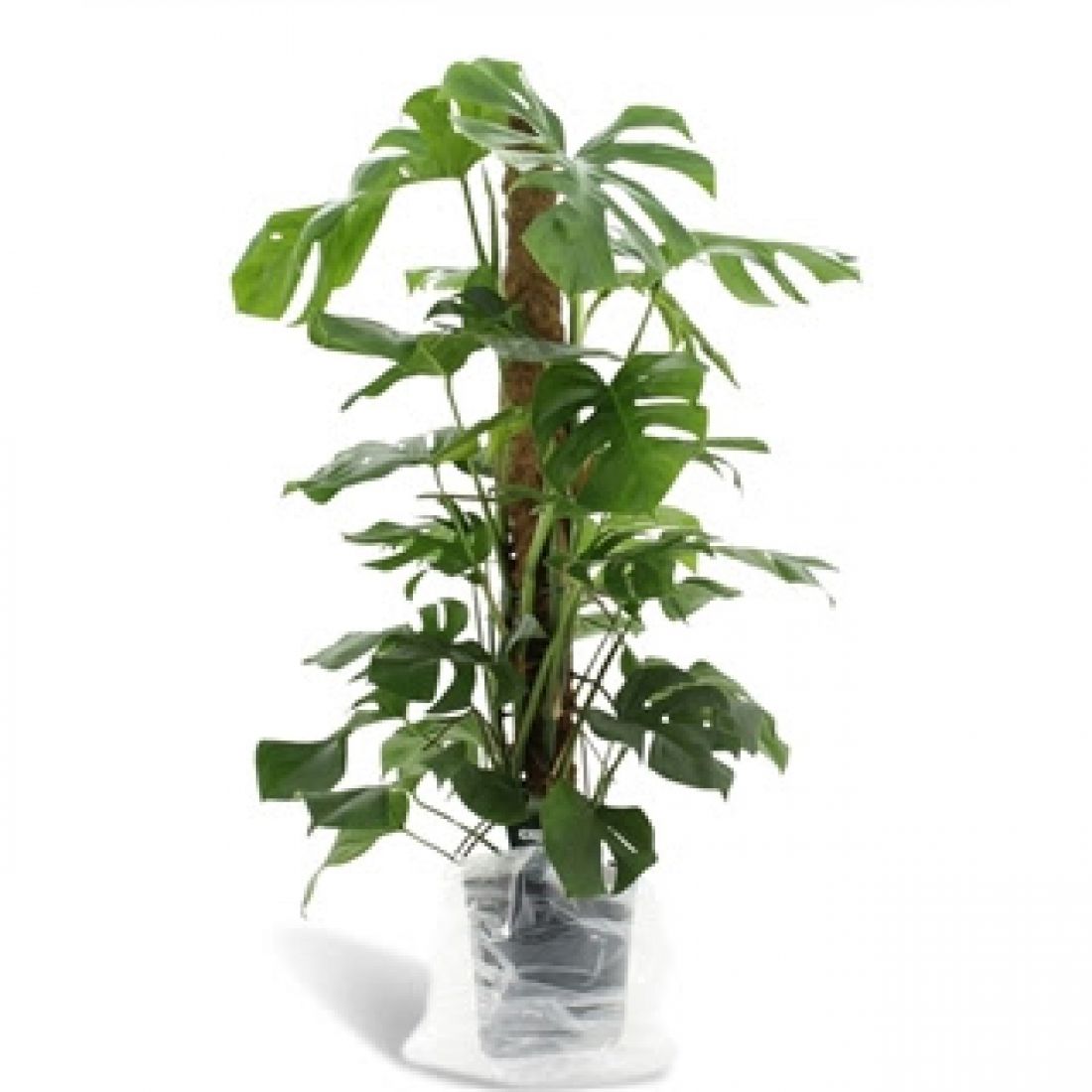 Monstera deliciosa Pertusum Grp 24Ø 120cm 2pp