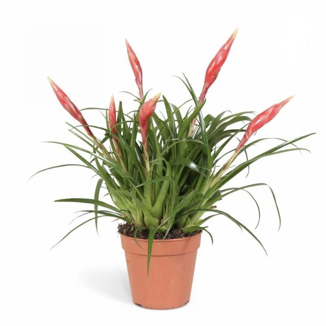 Vazoninis augalas Vries astrid 12Ø 35cm