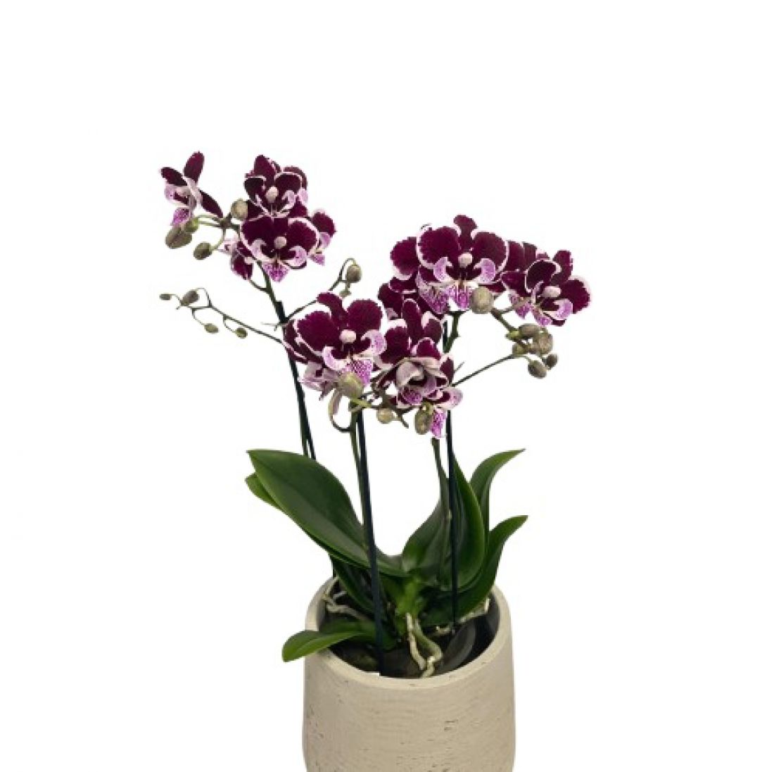Phalaenopsis Manta Vuro (be vazono) 12Ø 45cm 3st 18fl