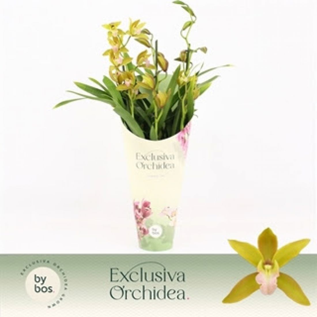 Cymbidium Tiger-Tall potcover 12Ø 55cm 3st