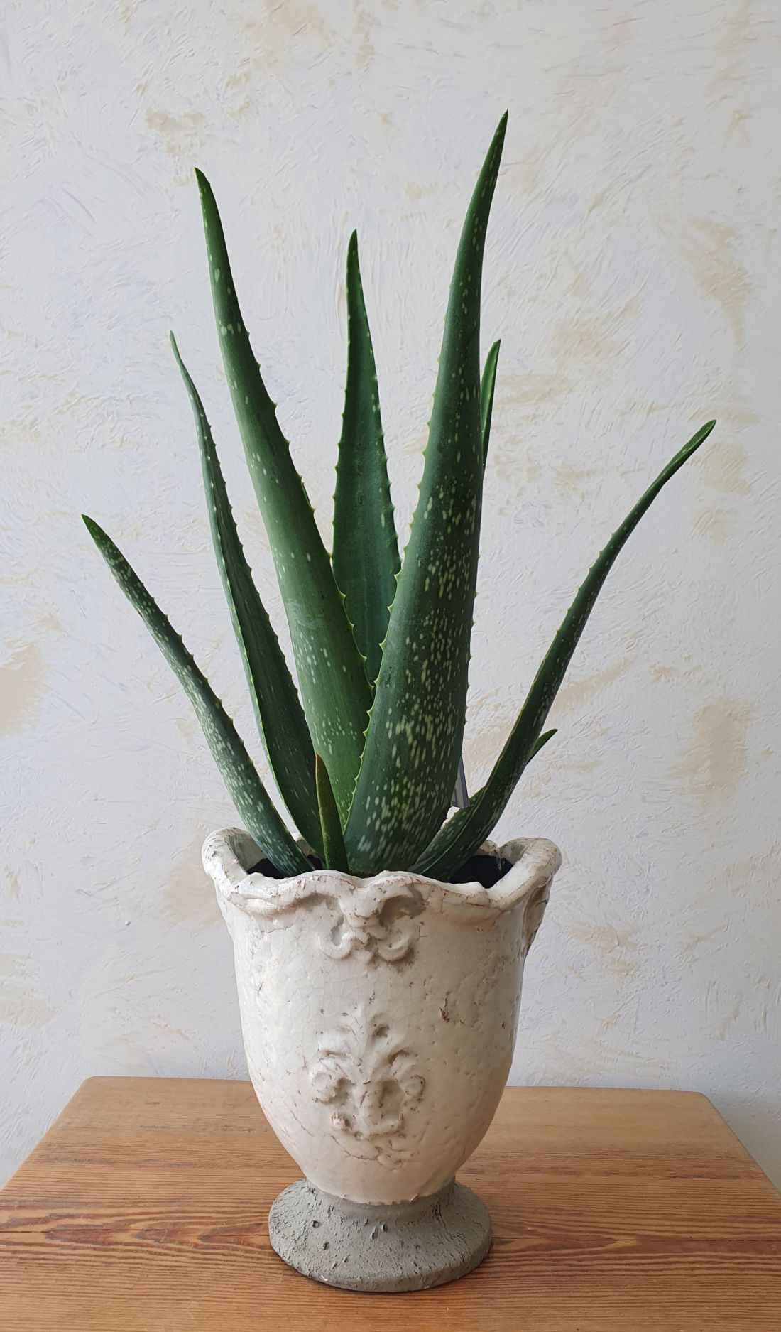 Vazoninis augalas TIKRASIS ALIJOŠIUS, ALAVIJAS (ALOE VERA), be vazono