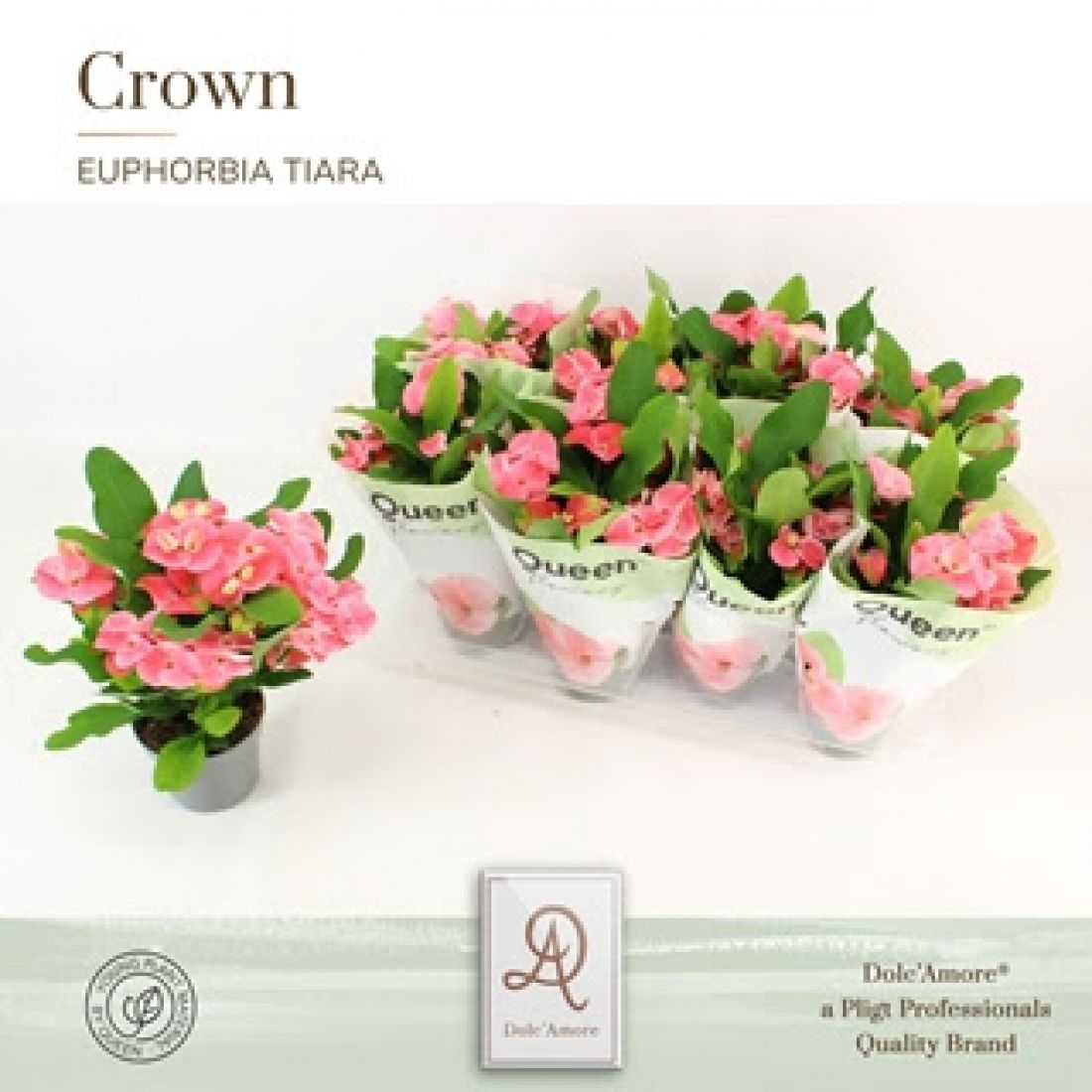 Vazoninis augalas Euphorbia Milii Charlotte 12Ø 22cm