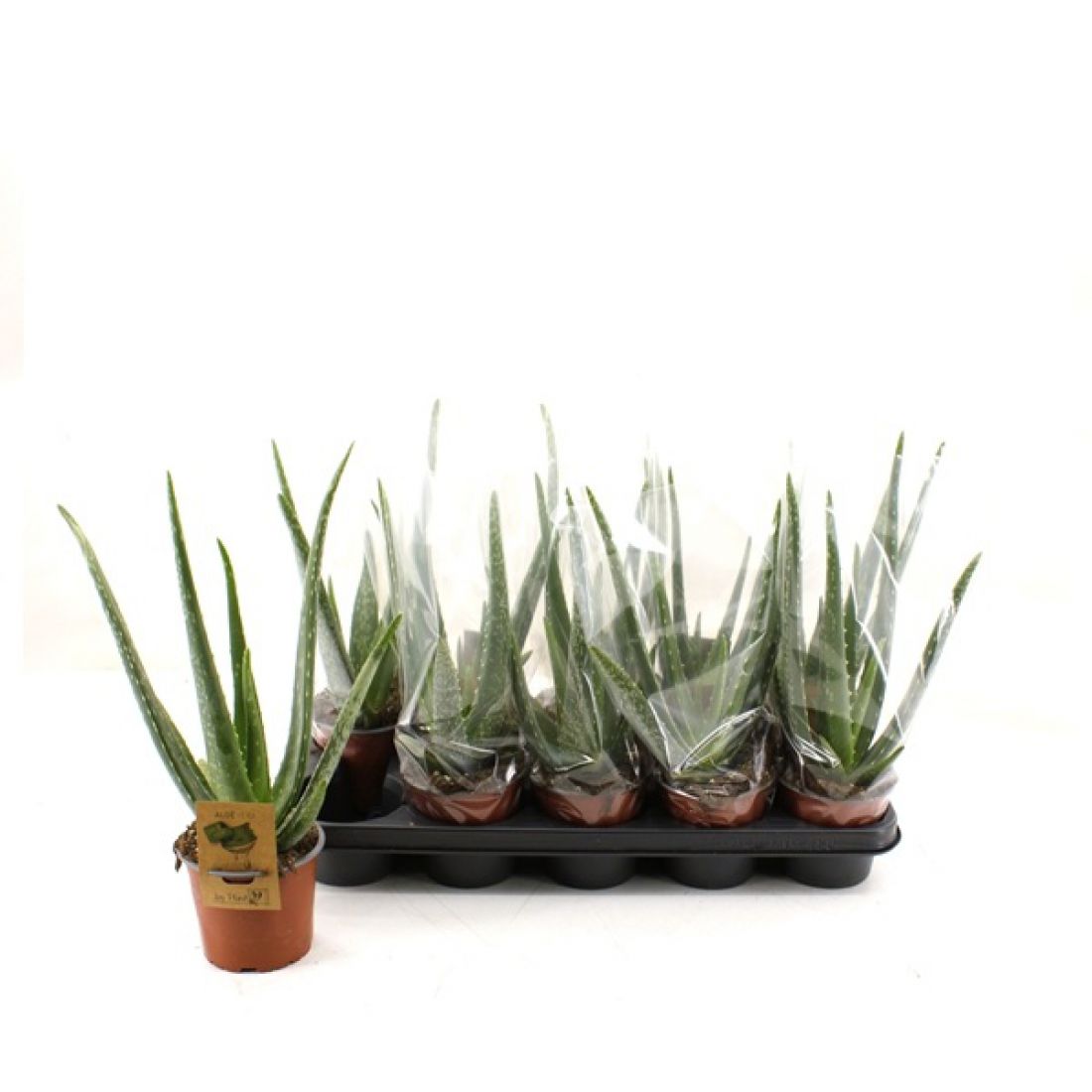 Vazoninis augalas Aloe vera 12Ø 40cm