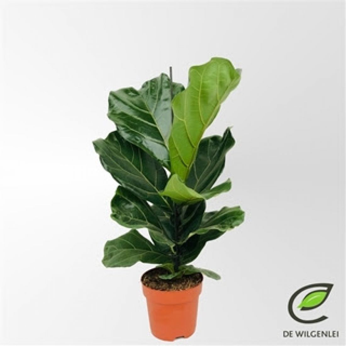 Vazoninis augalas Lyralapis fikusas (Ficus lyrata), 17Ø 70cm 1pp