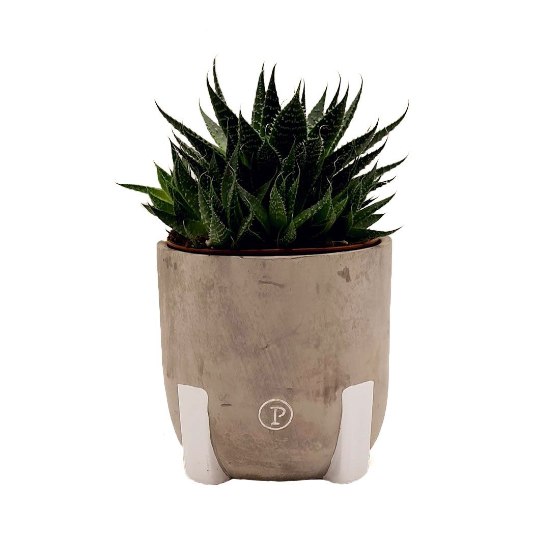 Vazoninis augalas AVORTIJA (HAWORTHIA), su vazonu