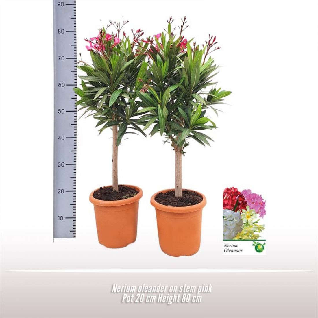 Vazoninis augalas Nerium oleander (Oleander) 20Ø 75cm