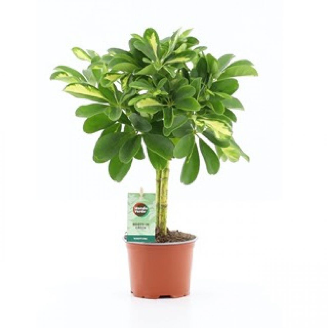 Vazoninis augalas Schefflera arboricola Gold Capella 12Ø 40cm 2pp