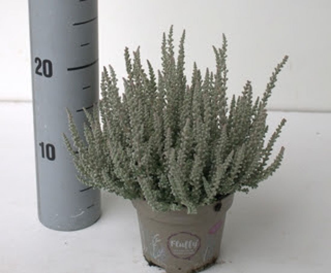 Vazoninis augalas Calluna vulgaris Garden Girls Fluffy 12Ø 24cm