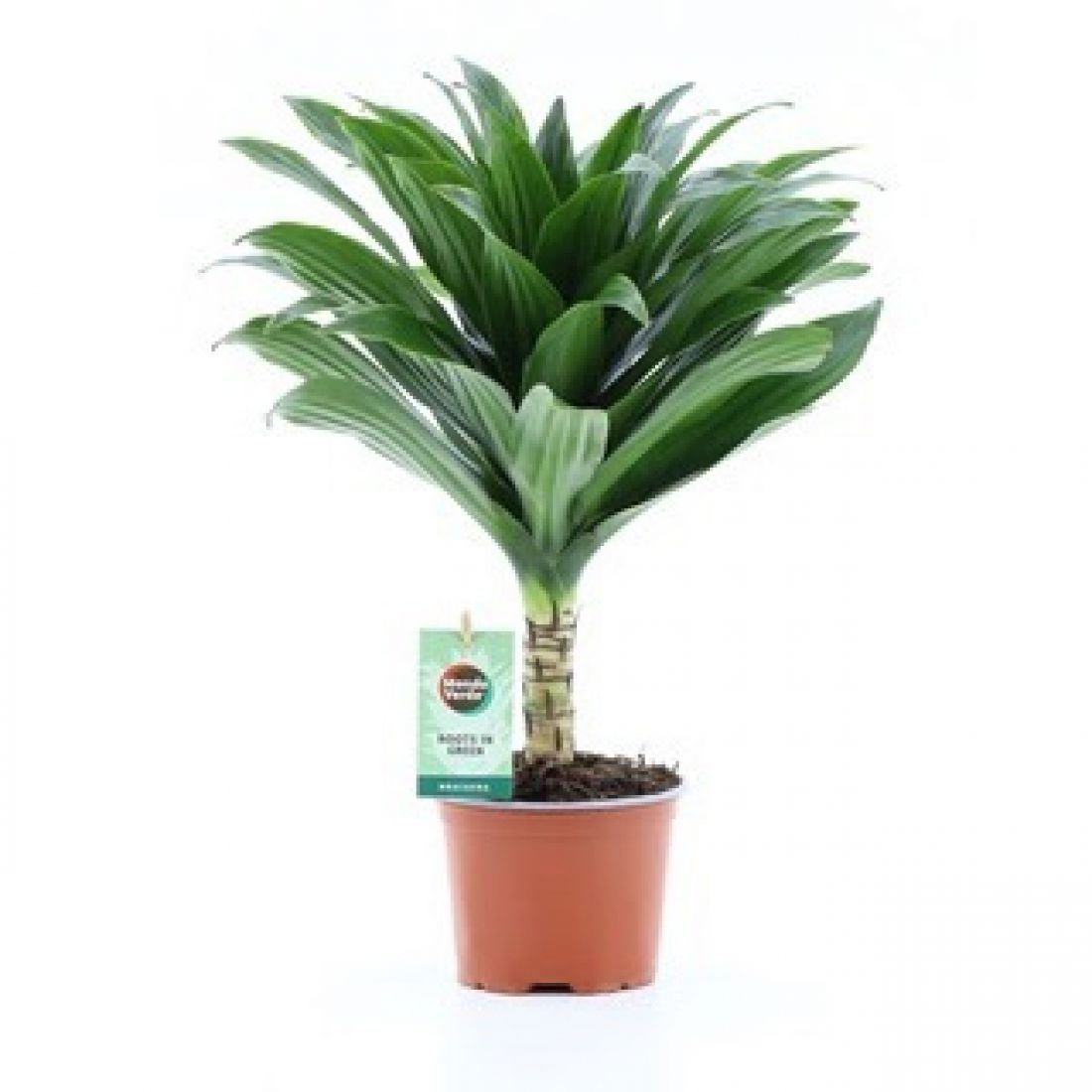 Vazoninis augalas Dracaena fragrans Janet Craig