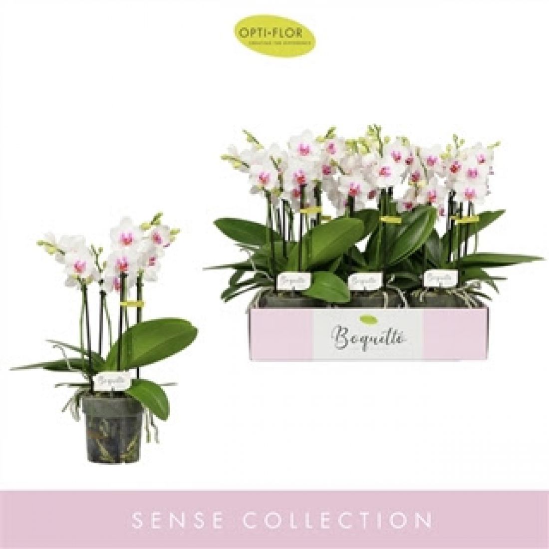 Phalaenopsis MF Boquetto Passione 12Ø 40cm 3st 30fl