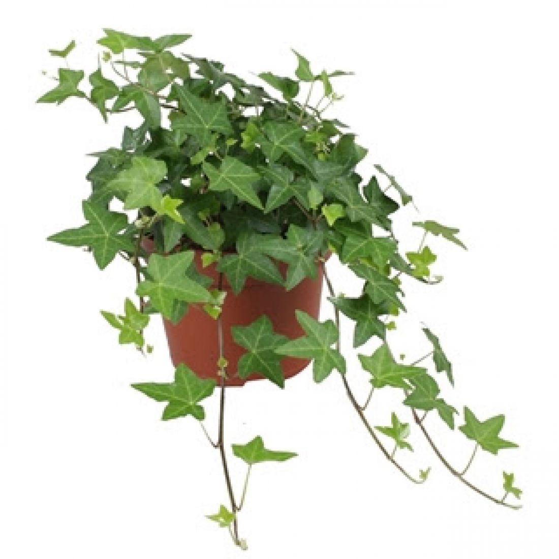 Vazoninis augalas Hedera helix green 13Ø 30cm
