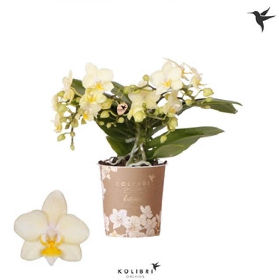 Phalaenopsis MF Botanico Geltonas 9Ø 35cm 4st 50fl