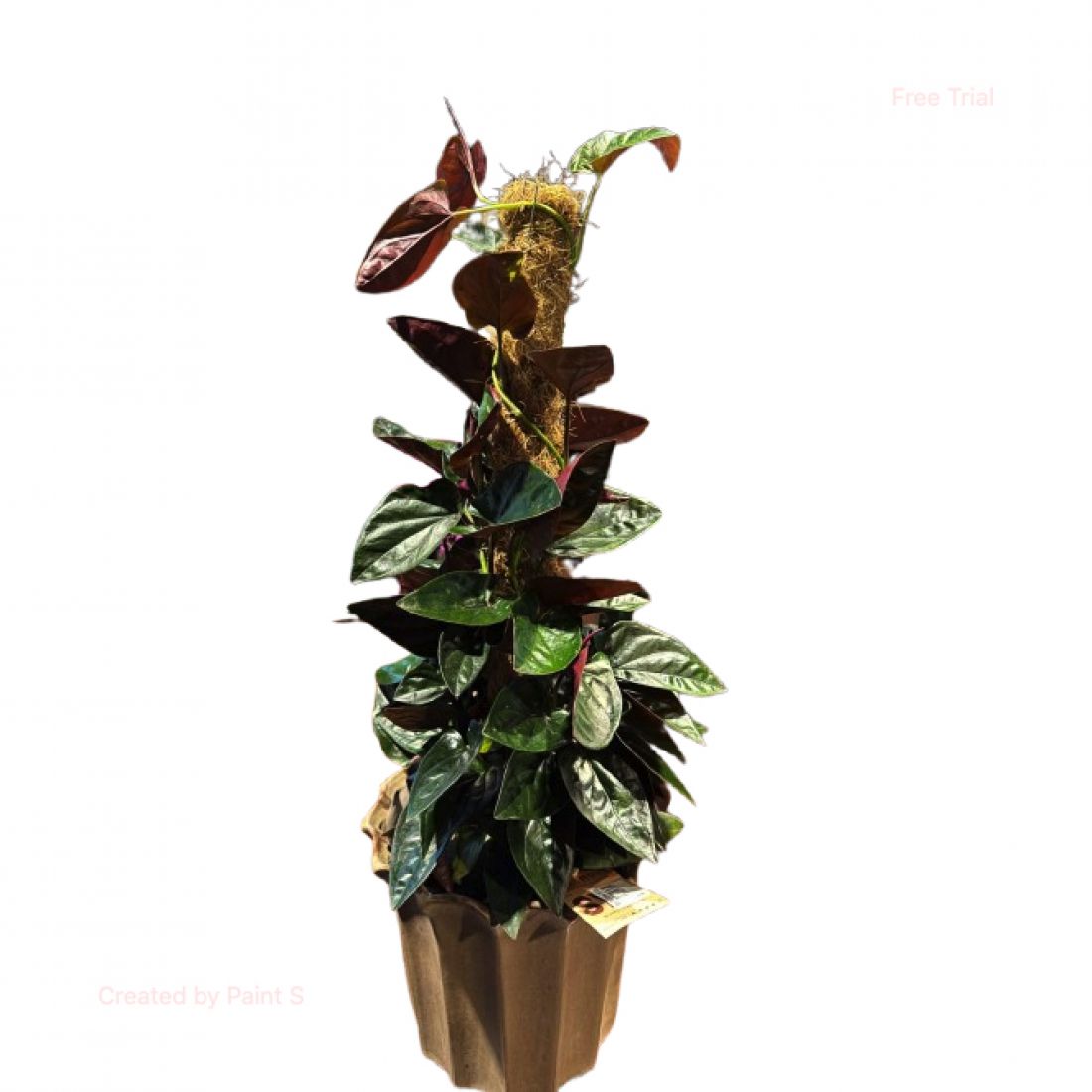 Vazoninis augalas syng red arrow 16Ø 60cm (be vazono)