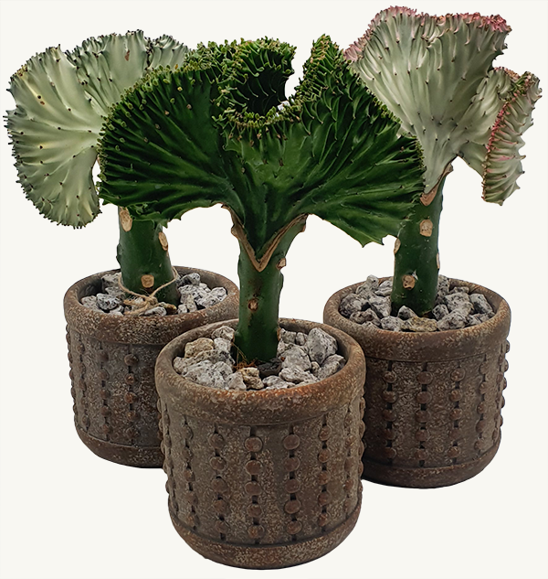 Florus vazoniniai augalai